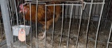 1 Easter Egger Rooster