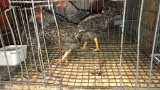 4 Young Olive Eggers