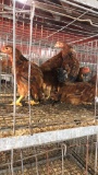 5 Easter Eggers - 3 Mos Old