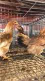 4 Easter Eggers - 3 Mos Old