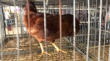 Easter Egger Rooster