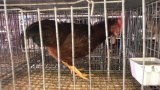 Easter Egger Rooster