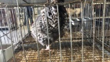 Cuckoo Maran Rooster