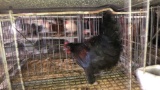 Young Black Copper Maran Cross Rooster