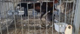 Pair Large Fowl Modern Game
