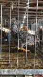 1 Rooster