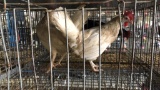 2 Leghorn Hens