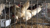 2 Leghorn Hens