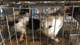2 Young Light Brahmas