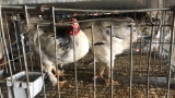 2 Young Light Brahmas