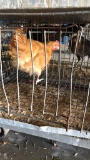1 Rooster