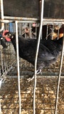 1 Rooster