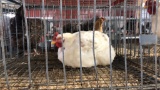Meat Rooster