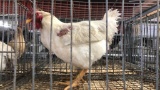 Meat Rooster