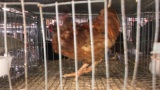 Meat Rooster