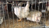 2 Hen Meat Chickens