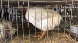 Meat Rooster