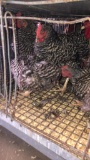 5 Hens - 4 Barred Rock & 1 Silver Wyandotte