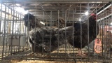 3 Laying Hens