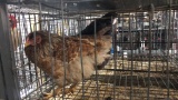 2 Hens - Production Blue & Blue Laced Wyandotte