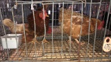 3 Laying Hens