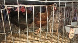 3 Laying Hens