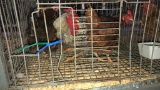 Trio Chickens