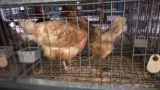 3 Laying Hens