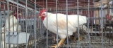 Rooster