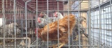 Rooster