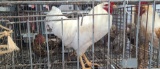 Rooster