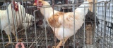 Rooster