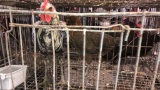 Pair Denizli Longcrower Chickens