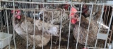 4 Sapphire Gem Hens - Laying