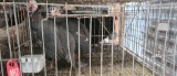 2 Male Guineas