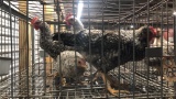 4 Young Olive Eggers