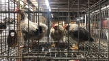 4 Young Olive Eggers