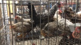 6 Young Olive Eggers