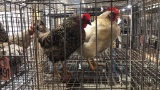 2 Hens * Golden Laced Wyandotte & Buff
