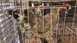 2 Hens * Columbian Wyandotte & Cream Legbar