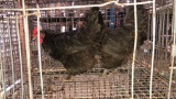 2 Copper Maran Hens