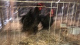 2 Copper Maran Hens