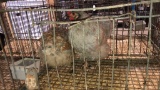 Blue Laced Wyandotte Hen & Lav. Orp. Hen