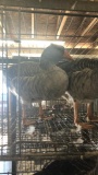 Pair Toulouse Geese