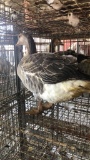 Unsexed Toulouse Goose