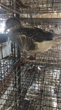 Unsexed Toulouse Goose