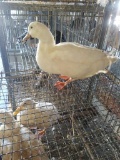 Pekin Drake