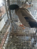 Rouen Drake