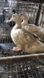 Pair Pekin Ducks