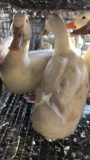 4 Pekin Ducks